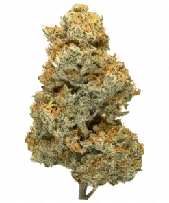 Space Cookies, tatlı ve fındıksı aromasıyla öne çıkan Indica dominant bir türdür. Enerjik etkileri ve genetik yapısını keşfedin. Hemen görüntüleyin.