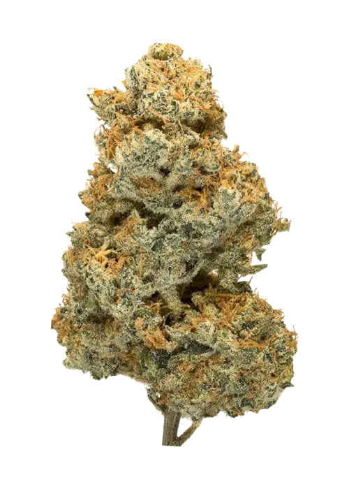 Space Cookies, tatlı ve fındıksı aromasıyla öne çıkan Indica dominant bir türdür. Enerjik etkileri ve genetik yapısını keşfedin. Hemen görüntüleyin.