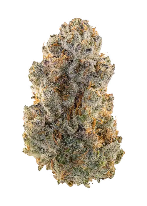 Space Juice, tropikal meyve aromaları ve 'e varan THC içeriğiyle öne çıkan dengeli bir türdür. Anksiyete ve yorgunluğa karşı potansiyel faydalarını keşfedin.