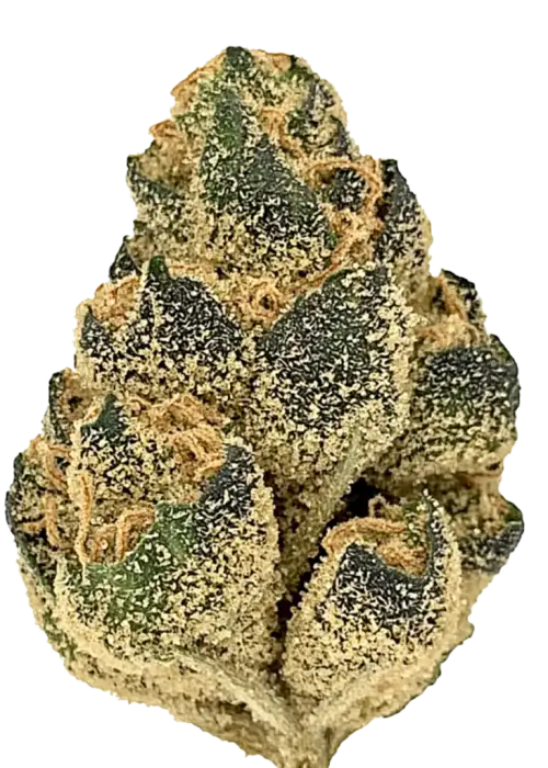 Space Mints, tatlı limon aroması ve yüksek THC içeriğiyle öne çıkan dengeli bir hibrit türdür. Enerjik etkilerini ve genetik yapısını keşfedin.