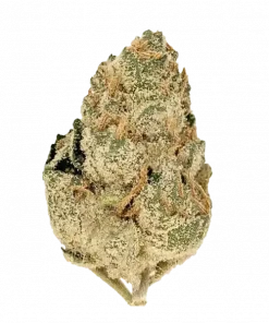 Space Monkey, sert üzüm aroması ve yüksek THC içeriğiyle bilinen Indica dominant bir türdür. Benzersiz lezzet profilini ve potansiyel faydalarını keşfedin.