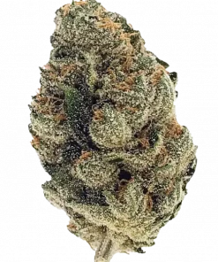 Space Runtz, tatlı narenciye aroması ve dengeli etkisiyle öne çıkan bir hibrit türdür. Yüksek verimli ve keyifli bu türün genetik yapısını keşfedin.