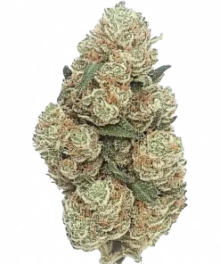 Space Runtz x Zoda, tatlı üzüm ve narenciye aromalarıyla öne çıkan Indica baskın bir türdür. Rahatlatıcı etkileriyle bilinen bu özel türü keşfedin.