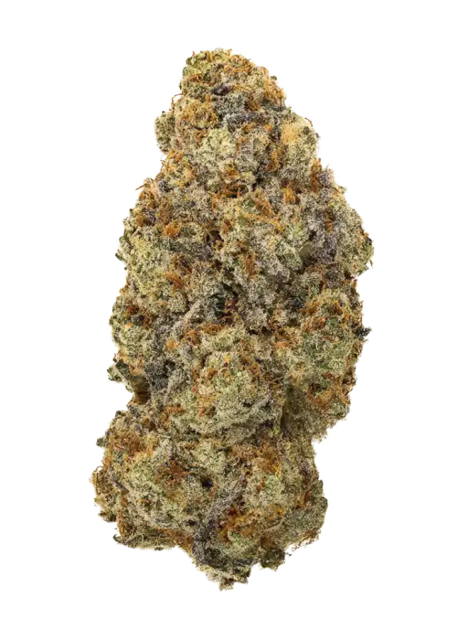 Spartan OG, sert yakıtımsı aroması ve rahatlatıcı etkisiyle bilinen Indica baskın bir türdür. Yüksek verim ve özel genetik yapısını keşfedin.