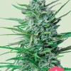 Special Kush #1 Feminized Esrar Tohumu (Royal Queen Seeds)