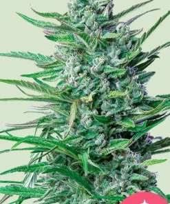 Special Kush #1 Feminized Esrar Tohumu (Royal Queen Seeds)