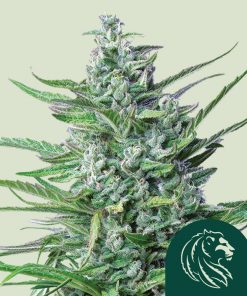 Special Kush #1 Feminized Esrar Tohumu (Royal Queen Seeds)