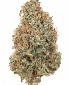 Special Queen 1, toprak ve meyve aromalarıyla öne çıkan dengeli bir Skunk türüdür. THC ile rahatlatıcı etkilerini keşfedin ve genetik yapısını görüntüleyin.