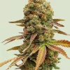 Special Queen #1 Feminized Esrar Tohumu (Royal Queen Seeds)