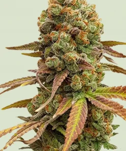Special Queen #1 Feminized Esrar Tohumu (Royal Queen Seeds)