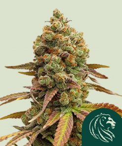 Special Queen #1 Feminized Esrar Tohumu (Royal Queen Seeds)