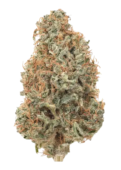 Special Queen 1, toprak ve meyve aromalarıyla öne çıkan dengeli bir Skunk türüdür. THC ile rahatlatıcı etkilerini keşfedin ve genetik yapısını görüntüleyin.