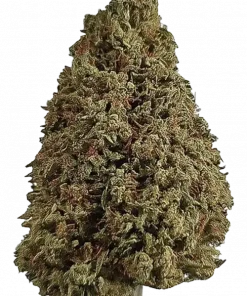 Special Sauce, odunsu ve çam aromalarıyla öne çıkan dengeli bir hybrid türüdür. Yüksek CBD içeriğiyle bilinir. Genetik yapısını ve potansiyel faydalarını keşfedin.