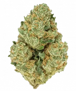 +Speed Auto, tatlı meyve ve peynir aromalarıyla öne çıkan dengeli bir hibrit türdür. Stres ve ağrı için ideal. Genetik yapısını keşfedin ve hemen görüntüleyin.