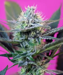 + Speed Auto Fem Esrar Tohumu (Sweet Seeds)