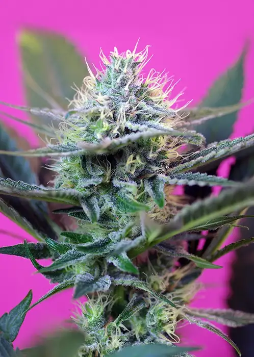 + Speed Auto Fem Esrar Tohumu (Sweet Seeds)