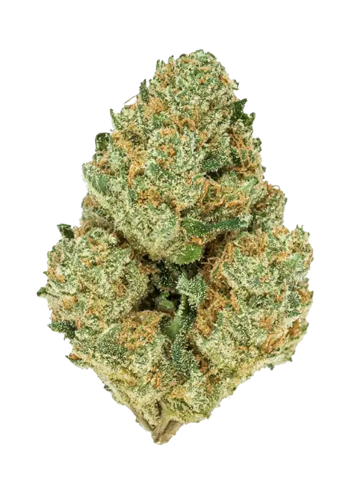 +Speed Auto, tatlı meyve ve peynir aromalarıyla öne çıkan dengeli bir hibrit türdür. Stres ve ağrı için ideal. Genetik yapısını keşfedin ve hemen görüntüleyin.
