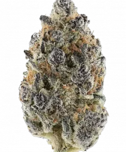 Spicy Shrimp Girl, yakıtımsı ve baharatlı aromasıyla öne çıkan dengeli bir hibrit türdür. + THC içeriğiyle dikkat çeker. Genetik yapısını keşfedin ve etkilerini görüntüleyin.