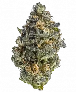 Spidey-Ted, yakıtımsı ve çiçeksi aromalarıyla bilinen güçlü bir hibrit türdür. Yüksek THC içeriğiyle dikkat çeken bu türün genetik yapısını keşfedin.