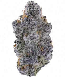 Split Paint, kremsi orman meyveleri aroması ve dengeli etkileriyle öne çıkan Indica dominant bir türdür. Yaratıcılığı keşfedin ve rahatlayın. Hemen görüntüleyin.
