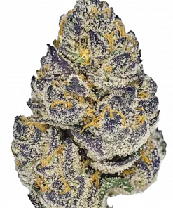 SPK (Sour Patch), yakıtımsı ve toprak notalarıyla öne çıkan Sativa baskın bir türdür. Yüksek THC içeriğiyle dikkat çeken bu türün genetik yapısını keşfedin.