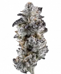 Spring Dip, yakıtımsı ve lavanta aromalarıyla öne çıkan dengeli bir hibrit türüdür. Yüksek THC içeriğiyle dikkat çeken bu türün genetik yapısını keşfedin.