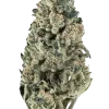 Spritzer, tatlı böğürtlen aroması ve dengeli yapısıyla öne çıkan bir hibrit türdür. Indica ve Sativa genetiğini keşfedin ve etkilerini görüntüleyin.