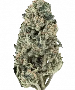 Spritzer, tatlı böğürtlen aroması ve dengeli yapısıyla öne çıkan bir hibrit türdür. Indica ve Sativa genetiğini keşfedin ve etkilerini görüntüleyin.