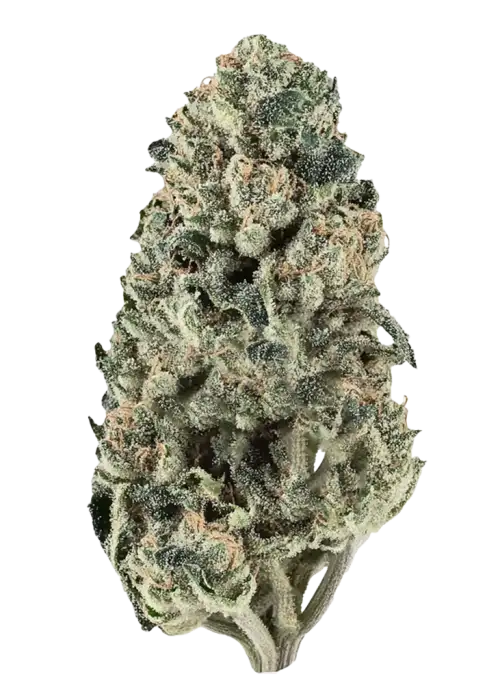 Spritzer, tatlı böğürtlen aroması ve dengeli yapısıyla öne çıkan bir hibrit türdür. Indica ve Sativa genetiğini keşfedin ve etkilerini görüntüleyin.