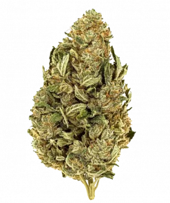 Squintz, yakıtımsı ve tatlı aromaları ile öne çıkan Indica baskın bir türdür. THC içeriğiyle derin rahatlama sağlar. Genetik yapısını keşfedin.