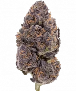 SR71, topraksı ve yakıtımsı aromalarıyla bilinen Indica baskın bir türdür. Yüksek THC içeriği sayesinde derin rahatlama sağlar. Etkilerini keşfedin.