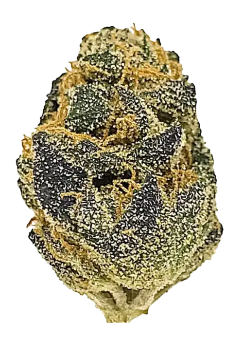 Star Killer, yakıtımsı ve çam aromalarıyla öne çıkan Indica baskın bir türdür. Yüksek THC içeriğiyle güçlü etkilere sahiptir. Genetik yapısını keşfedin.