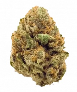 Stardawg, yakıtımsı ve limon aromalarıyla öne çıkan Sativa baskın bir türdür. Enerji veren etkileriyle bilinir. Genetik yapısını ve faydalarını keşfedin.