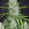 Stardawg Auto Fem Esrar Tohumu (Fast Buds)