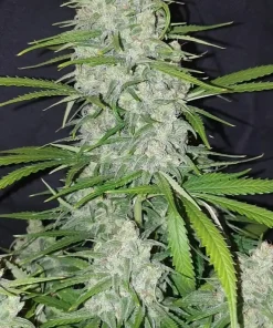 Stardawg Auto Fem Esrar Tohumu (Fast Buds)