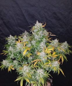 Stardawg Auto Fem Esrar Tohumu (Fast Buds)
