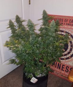 Stardawg Auto Fem Esrar Tohumu (Fast Buds)