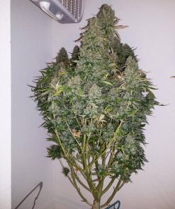 Stardawg Auto Fem Esrar Tohumu (Fast Buds)