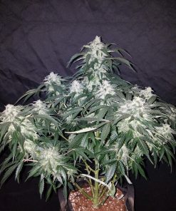 Stardawg Auto Fem Esrar Tohumu (Fast Buds)
