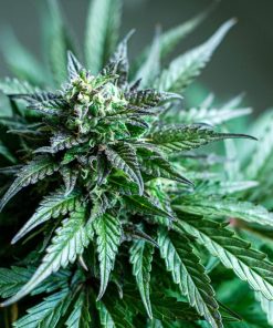 Stardawg Auto Fem Esrar Tohumu (Fast Buds)