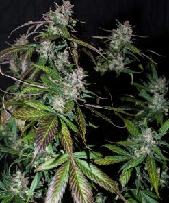 Stardawg Auto Fem Esrar Tohumu (Fast Buds)