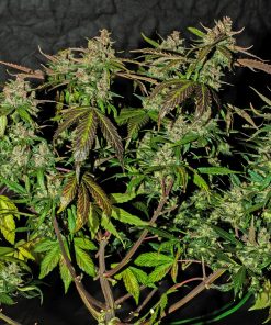 Stardawg Auto Fem Esrar Tohumu (Fast Buds)