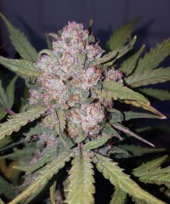 Stardawg Auto Fem Esrar Tohumu (Fast Buds)