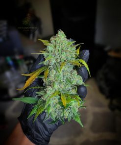 Stardawg Auto Fem Esrar Tohumu (Fast Buds)