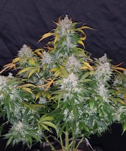 Stardawg Auto Fem Esrar Tohumu (Fast Buds)