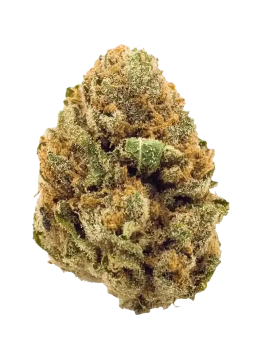 Stardawg, yakıtımsı ve limon aromalarıyla öne çıkan Sativa baskın bir türdür. Enerji veren etkileriyle bilinir. Genetik yapısını ve faydalarını keşfedin.