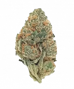 Starfighter, sert yakıtımsı ve çam aromalarıyla öne çıkan Indica dominant bir türdür. Depresyon ve stresi azaltıcı etkileri keşfedin. Hemen görüntüleyin.