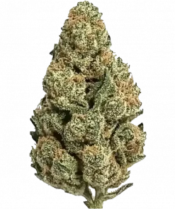 Sticky Boof Auto, tatlı meyve aromaları ve THC ile dikkat çeken Indica dominant bir türdür. Derin rahatlama ve potansiyel faydalarını keşfedin.