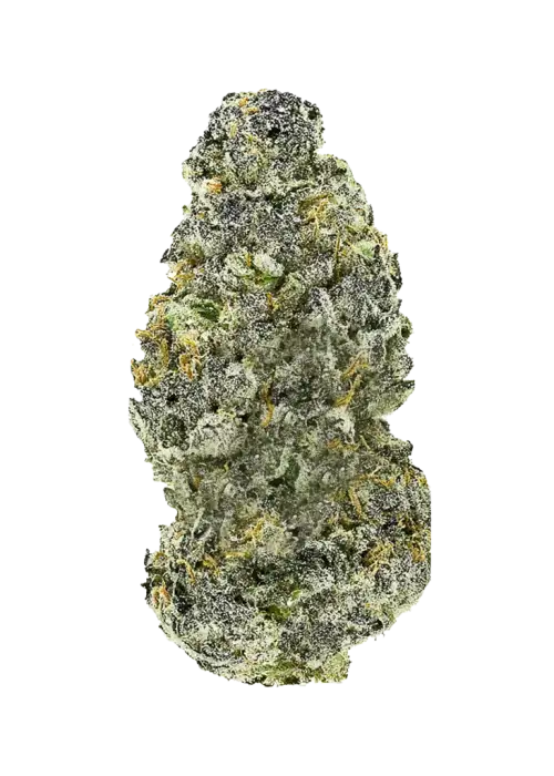 Sticky Maple, çam aroması ve dengeli etkisiyle öne çıkan Indica dominant bir türdür. Yaratıcılığı tetikleyen genetik yapısını keşfedin ve tüm özelliklerini görüntüleyin.