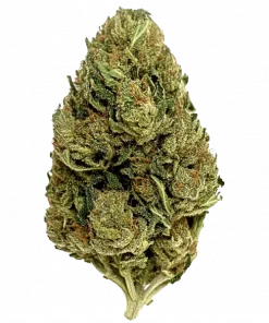 Sticky Queen Auto, yakıtımsı ve tatlı aromalarıyla öne çıkan Indica dominant bir türdür. Yüksek THC içeriğiyle dikkat çeken bu türün genetik yapısını keşfedin.